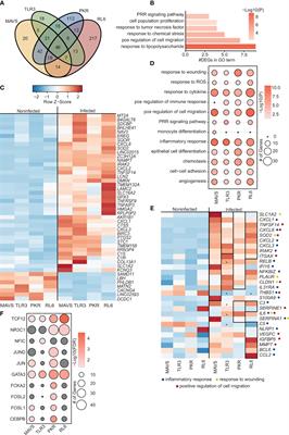 Transcriptional response to VZV infection is modulated by RNA polymerase III in lung epithelial cell lines